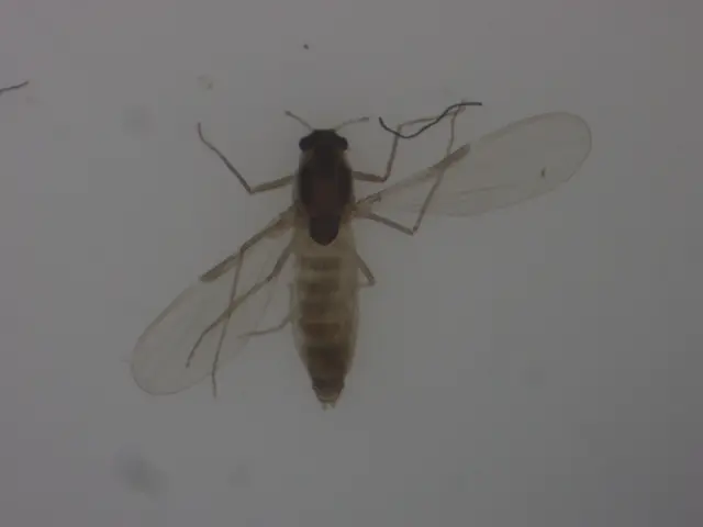 Orthocladiinae