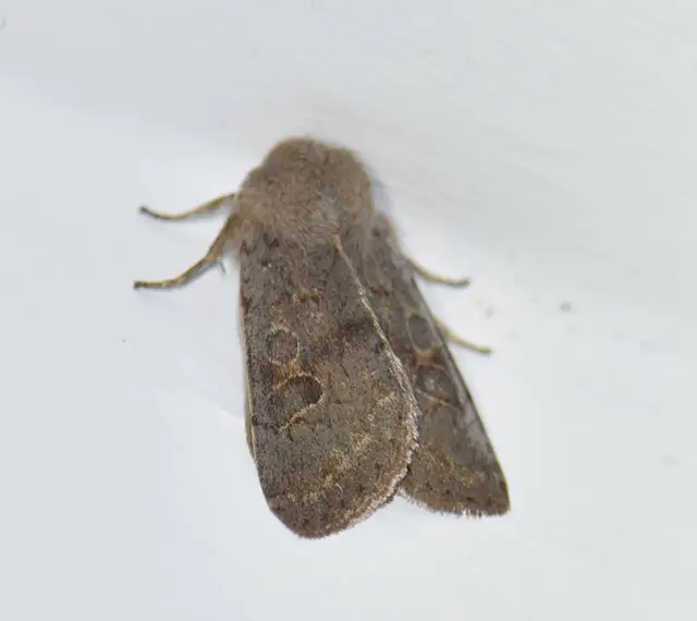 Orthosia populeti - nyárfa-barkabagoly