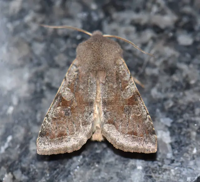 Orthosia incerta - változékony barkabagoly