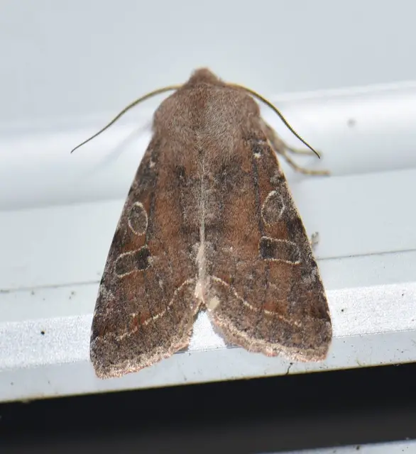 Orthosia incerta - változékony barkabagoly