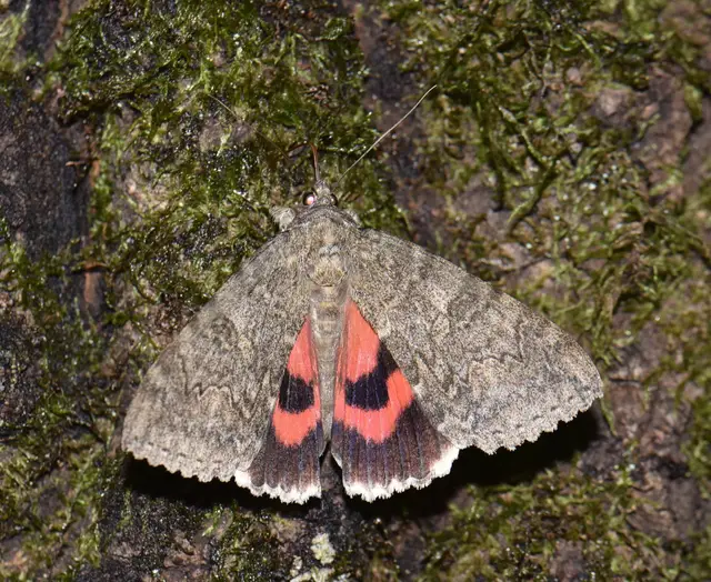 Catocala nupta - piros övesbagoly