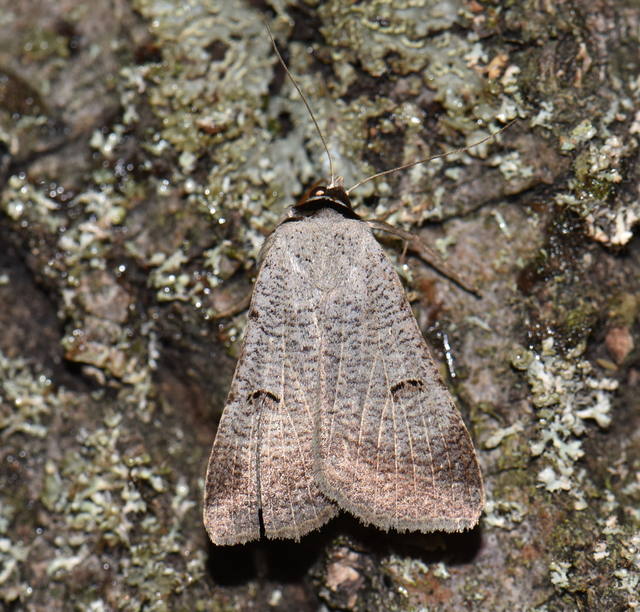 Lygephila craccae - gyakori csüdfűbagoly
