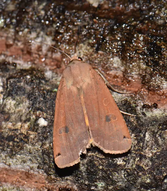 Noctua pronuba - nagy sárgafűbagoly