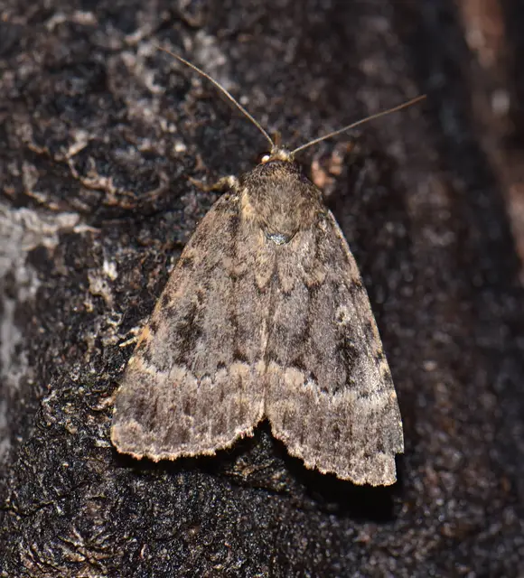 Amphipyra berbera/pyramidea