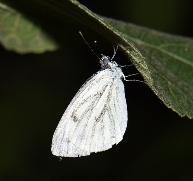 Pieris napi - repcelepke
