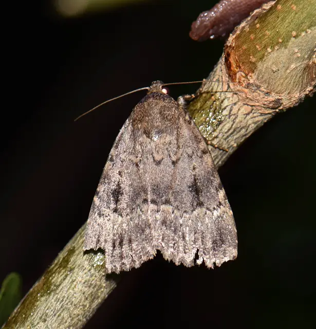 Amphipyra berbera/pyramidea