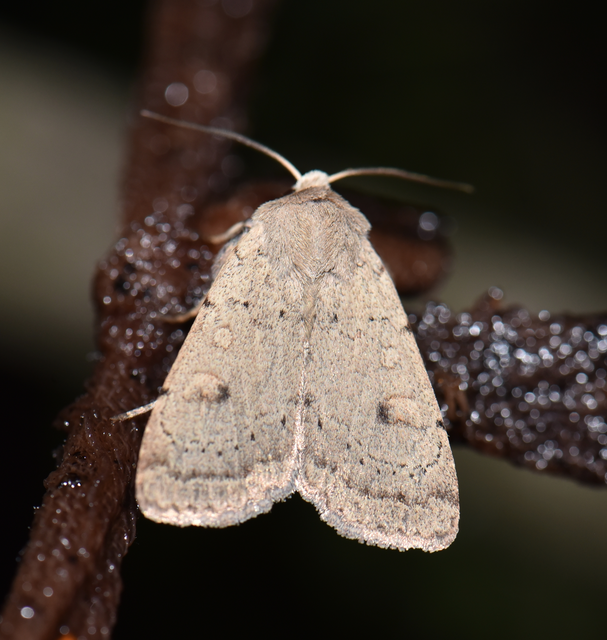 Xestia castanea michaeli - csarabos fűbagoly
