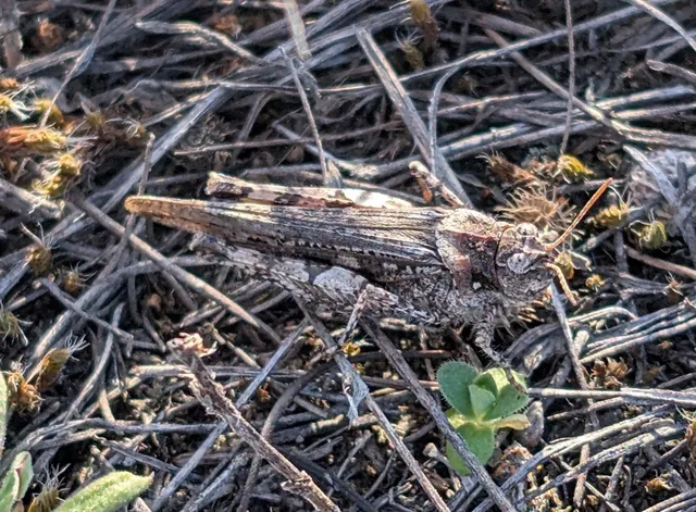 Acrotylus insubricus - önbeásósáska