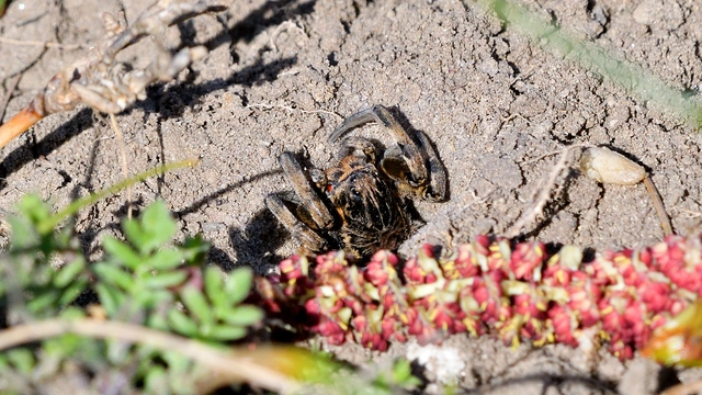 Geolycosa vultuosa - pokoli cselőpók