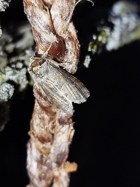 Asphalia ruficollis - vörösnyakú pihésszövő