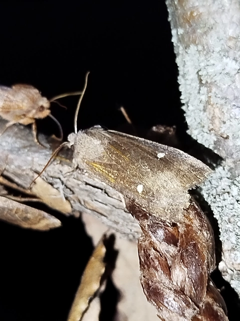 Eupsilia transversa - holdacskás télibagoly