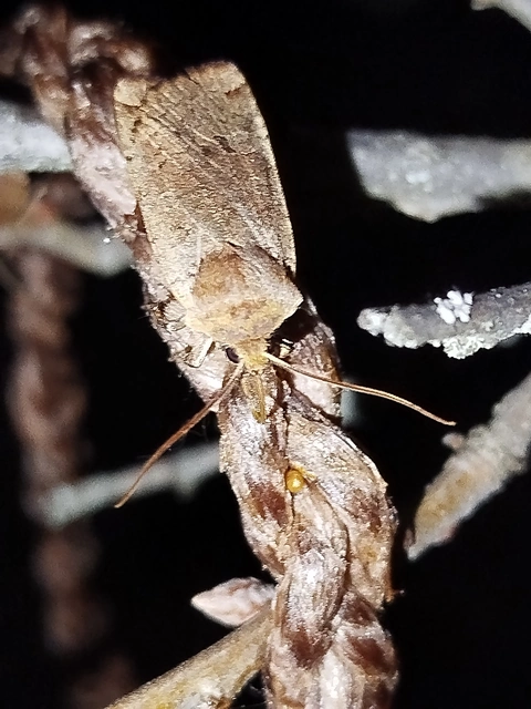 Conistra erythrocephala - vörösfejű őszibagoly
