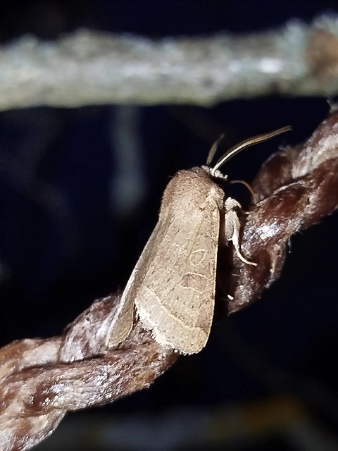 Orthosia cerasi - közepes barkabagoly