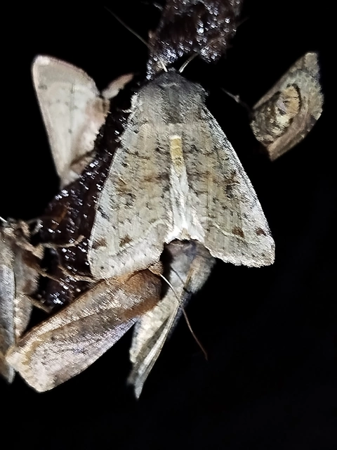 Orthosia incerta - változékony barkabagoly