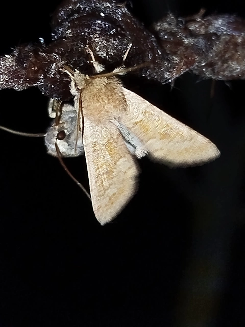 Orthosia miniosa - sárgás barkabagoly