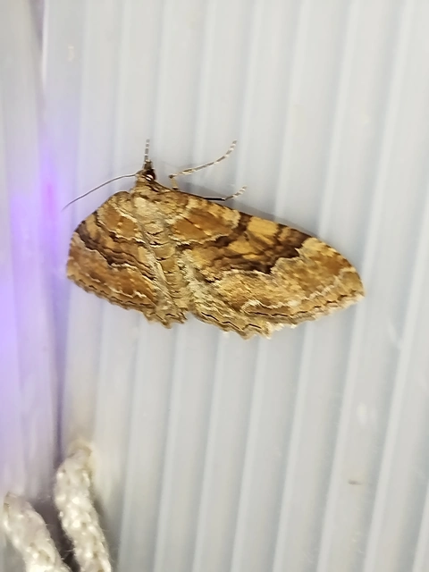 Hydria cervinalis - őzbarna araszoló