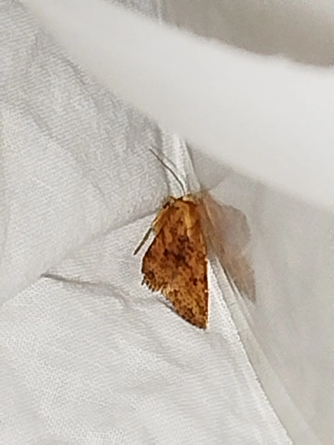 Conistra rubiginea - vörös őszibagoly