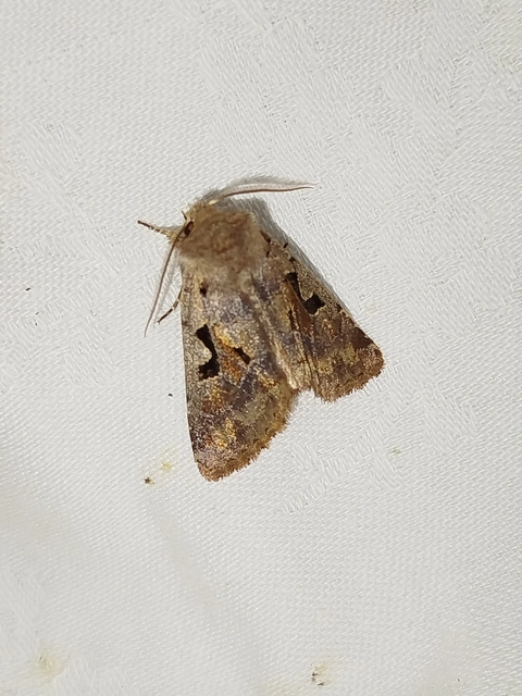 Orthosia gothica - feketefoltos barkabagoly
