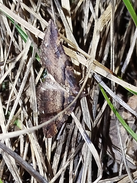 Earophila badiata - csipkerózsa-araszoló