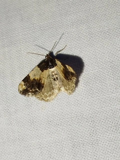 Ligdia adustata - barna levélaraszoló