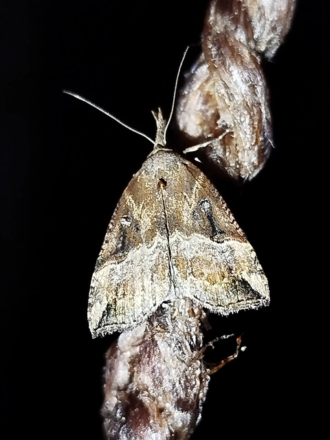 Hypena rostralis - közönséges karcsúbagoly
