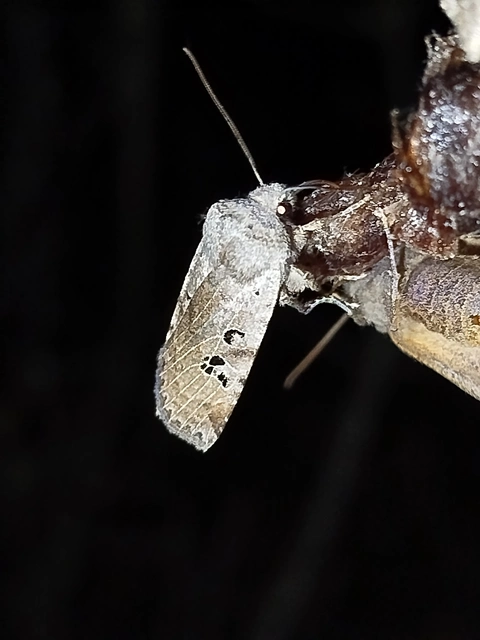 Conistra rubiginosa - szürke télibagoly