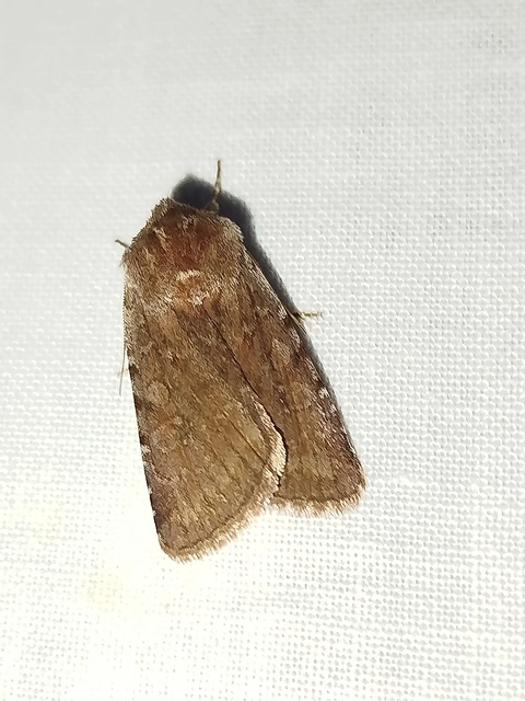 Cerastis rubricosa - vörhenyes tavaszibagoly
