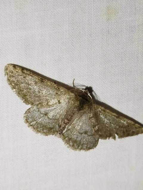 Apocheima pilosaria - zöldes tavasziaraszoló