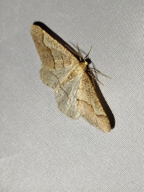 Agriopis marginaria - sárgás téliaraszoló