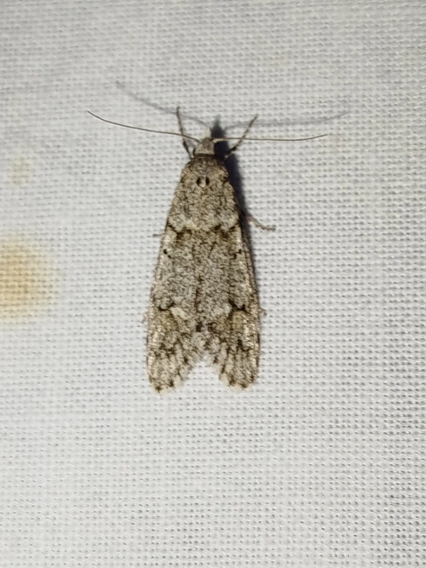 Diurnea fagella - szürke tavaszimoly