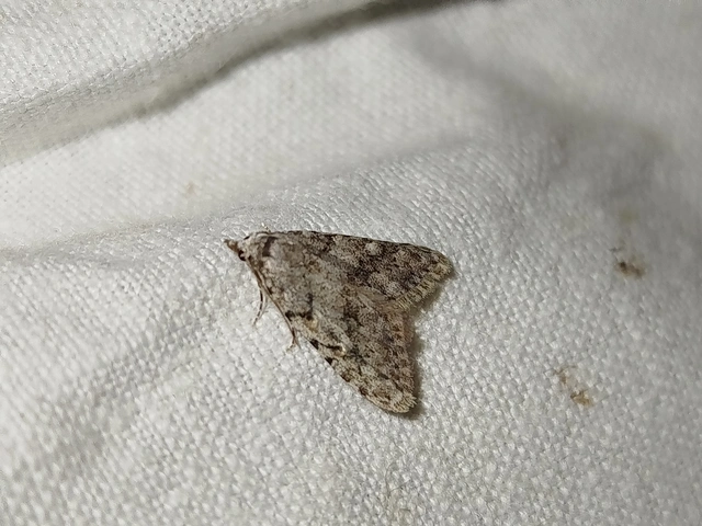 Nola cicatricalis - szürke pamacsosszövő