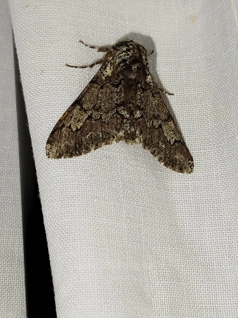 Biston strataria - barnapettyes araszoló
