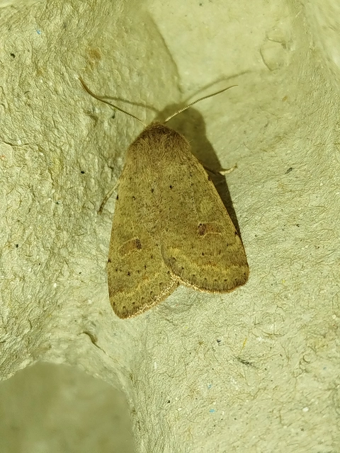 Orthosia cruda - kis barkabagoly