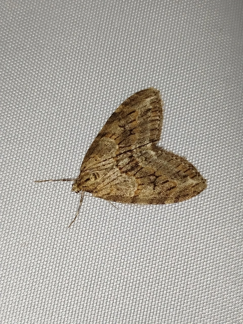 Trichopteryx polycommata - kőrisfa-lebenyesaraszoló