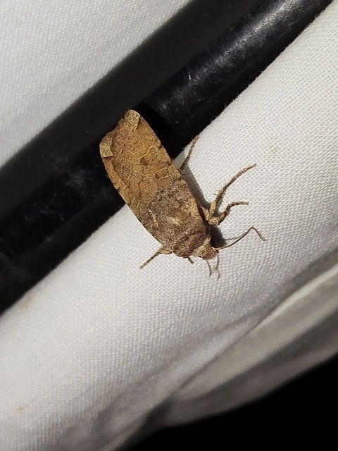 Conistra veronicae - veronika-őszibagoly