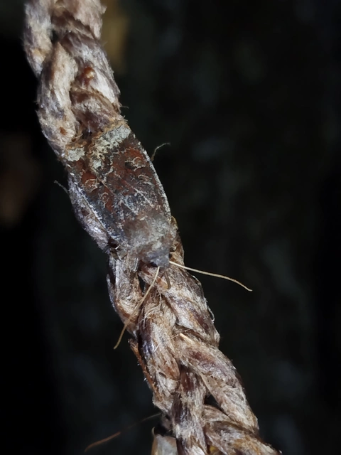 Conistra ligula - hegyesszárnyú őszibagoly