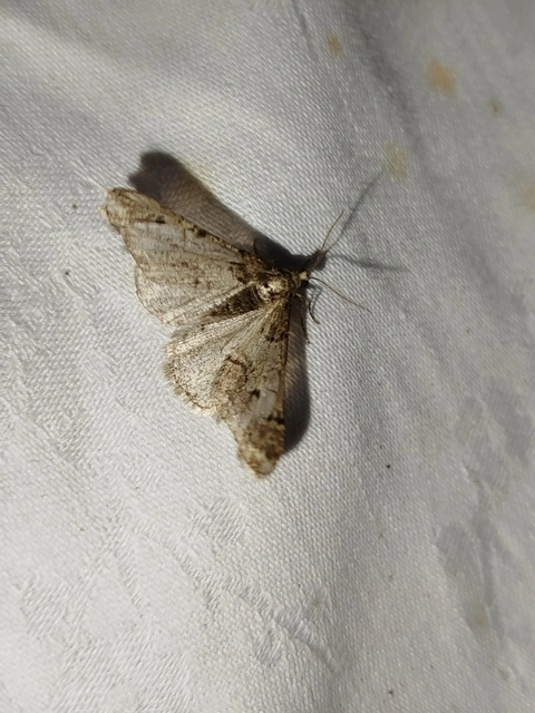 Agriopis leucophaearia - tölgy-tavasziaraszoló
