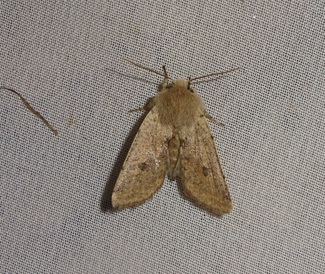 Orthosia cruda - kis barkabagoly