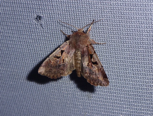 Orthosia gothica - feketefoltos barkabagoly