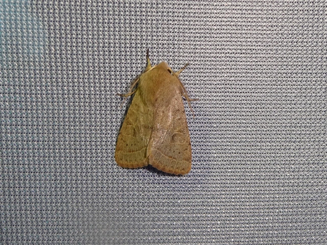 Orthosia cerasi - közepes barkabagoly