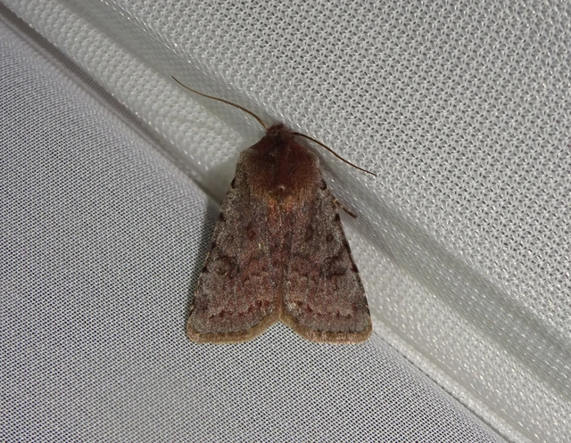 Cerastis rubricosa - vörhenyes tavaszibagoly