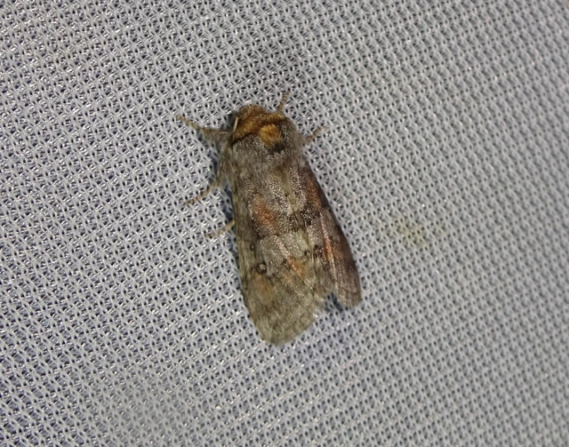 Asphalia ruficollis - vörösnyakú pihésszövő