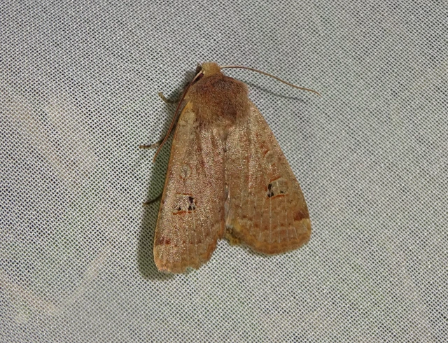 Conistra erythrocephala - vörösfejű őszibagoly