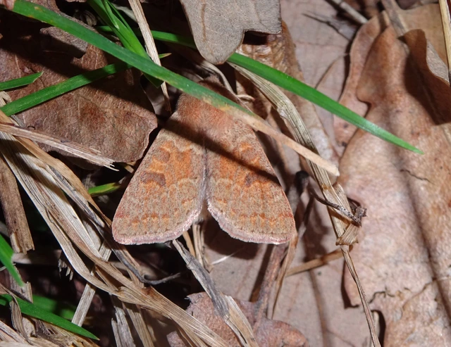 Orthosia miniosa - sárgás barkabagoly