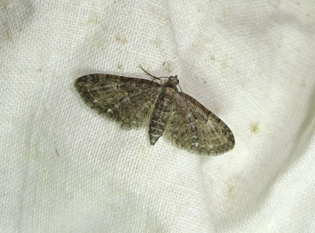 Eupithecia dodoneata - tölgy-törpearaszoló