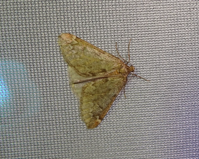 Alsophila aescularia - vadgesztenye-araszoló