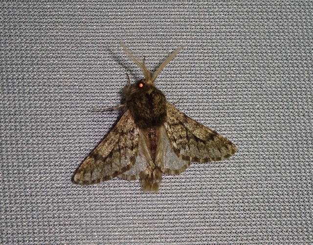Apocheima hispidaria - borzas tavasziaraszoló