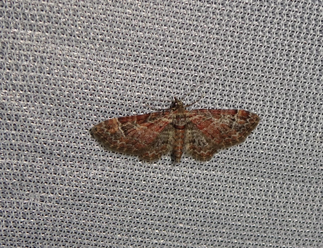 Gymnoscelis rufifasciata - vöröscsíkos törpearaszoló