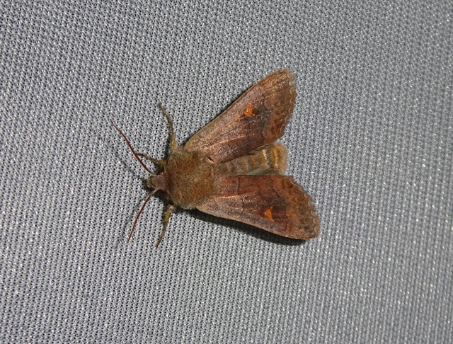 Eupsilia transversa - holdacskás télibagoly