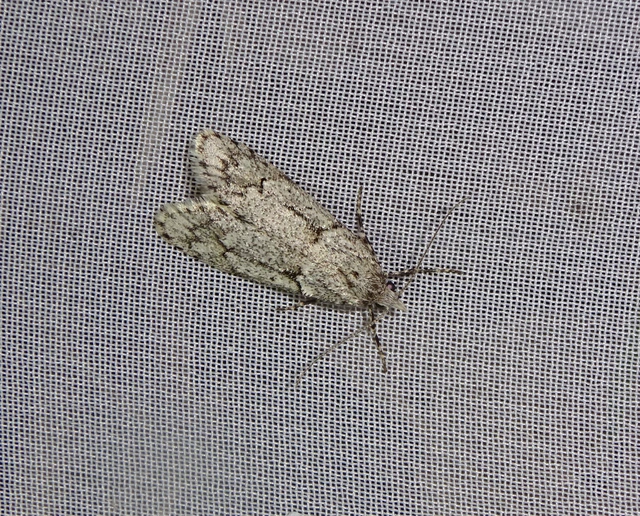 Diurnea fagella - szürke tavaszimoly
